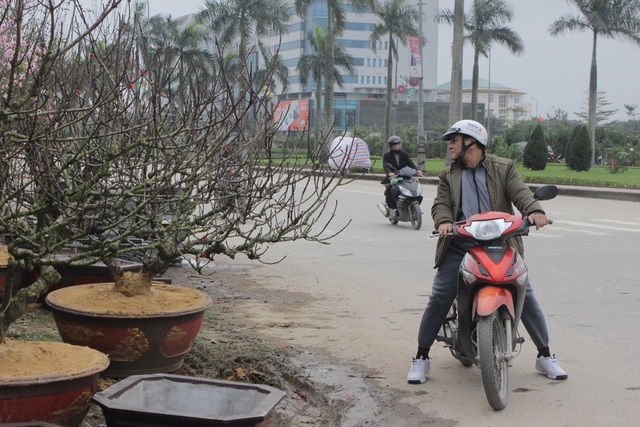 Hà Tĩnh: Đào phai ế ẩm, cây cảnh "lên ngôi" - 7 Nhiều người dừng lại ngắm nhìn loại đào lạ