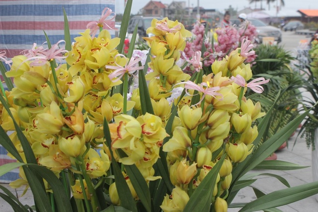 Hà Tĩnh: Đào phai ế ẩm, cây cảnh "lên ngôi" - 12
Lan vẫn được nhiều người ưa thích. Năm nay, hoa lan dao động từ 2,5 - 15 triệu đồng/ chậu (tùy theo số cành)