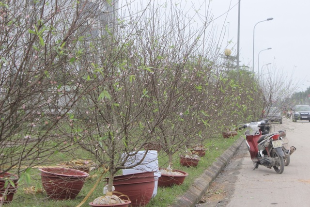 Hà Tĩnh: Đào phai ế ẩm, cây cảnh "lên ngôi" - 2 Khu vực bán đào phai Hà Tĩnh vắng vẻ, ế ẩm