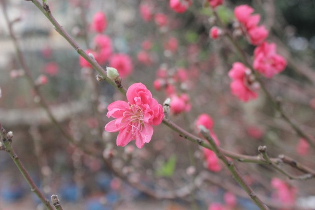 Hà Tĩnh: Đào phai ế ẩm, cây cảnh "lên ngôi" - 5 Đào Nhật Tân... được nhiều người lựa chọn thay thế đào phai