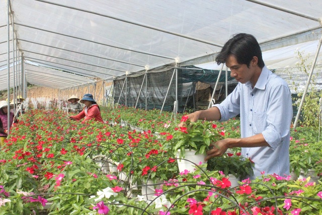 Lâm Đồng: Chàng trai 8x kiếm tiền tỉ từ những chậu hoa treo - 4 Duy chia sẻ : Trồng những loại hoa này không khó nhưng muốn thành công phải đam mê và siêng năng
