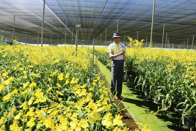 Lâm Đồng: Thu tiền tỉ từ trồng hoa lan vũ nữ xuất khẩu - 1 Lâm Đồng: Thu tiền tỉ từ trồng hoa lan vũ nữ xuất khẩu - 1