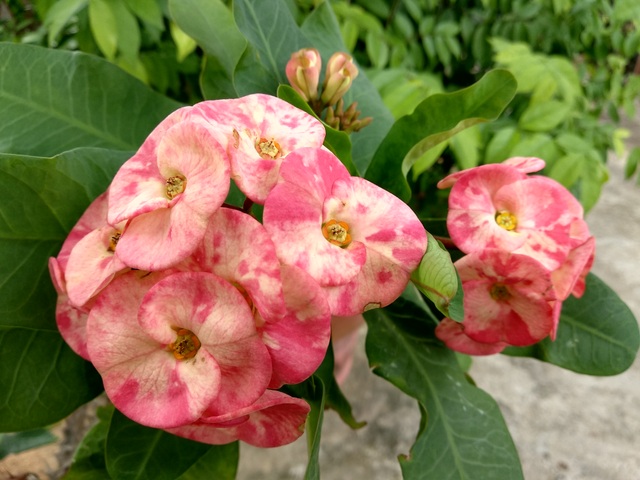 Thử khả năng chụp ảnh chân dung trên smartphone camera kép Mi A1 - 4 Cân bằng trắng của máy khá tốt, màu sắc thu về khá tự nhiên và đẹp.
