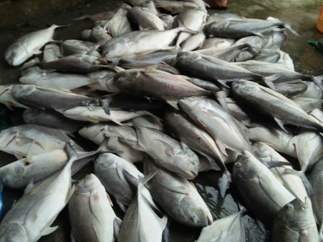 Hơn 100 tấn cá lồng chết sạch - 4
Cá nuôi bán dịp tết chết sạch.
