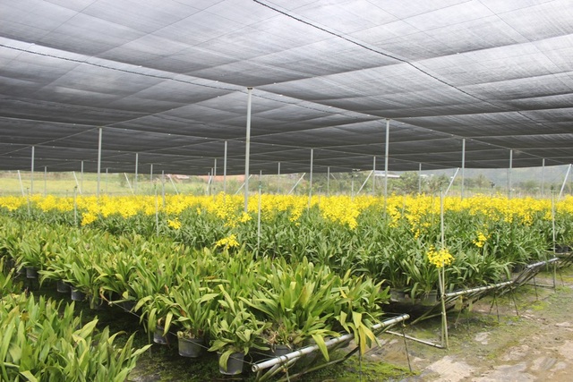 Lâm Đồng: Thu tiền tỉ từ trồng hoa lan vũ nữ xuất khẩu - 3 Bên trong những vườn hoa lan vũ nữ tiền tỷ của nông dân ở Lâm Đồng