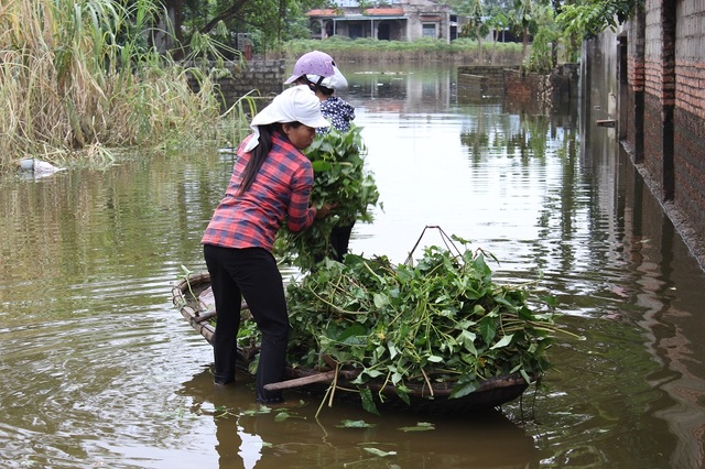 Dân Thủ đô nuôi lợn trong nhà, đánh cá giữa đường - 4 Dân Thủ đô nuôi lợn trong nhà, đánh cá giữa đường - 4