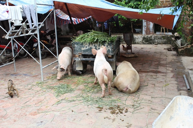 Dân Thủ đô nuôi lợn trong nhà, đánh cá giữa đường - 2 Dân Thủ đô nuôi lợn trong nhà, đánh cá giữa đường - 2