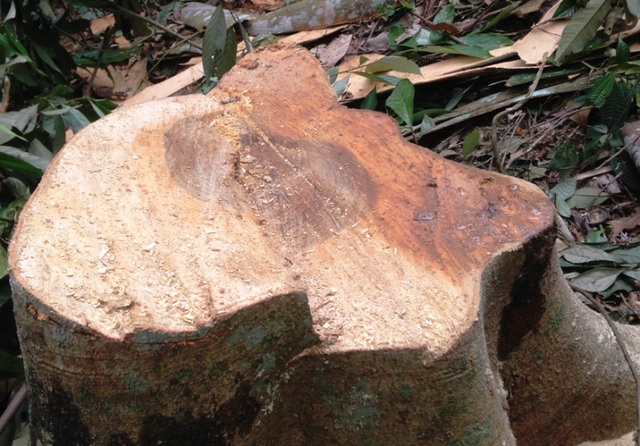 Cây rừng trơ gốc, kiểm lâm nói “không có vụ phá rừng nào” (!) - 3 Kẻ gian chọn những cây gỗ có giá trị để khai thác