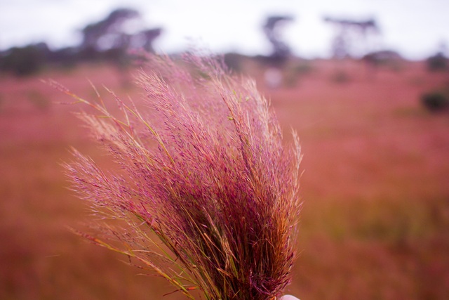
Giữa tháng 11, đồi cỏ dại chuyển sắc sang màu hồng hồng, tím tím
