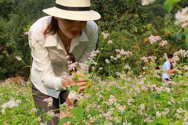 Loài hoa đặc sản của núi rừng Tây Bắc bung nở ở cố đô Hoa Lư đang hút hồn nhiều du khách.