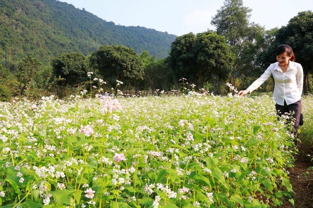 Bức tranh "sơn thủy hữu tình" đầy thơ mộng ở Thung Nham - 19 Từ khoảng 2 năm nay, giống hoa tam giác mạch ở miền núi cao Tây Bắc được đưa về trồng ở Thung Nham tôn thêm vẻ đẹp của núi rừng nơi đây cũng như cuốn hút nhiều du khách đến tham quan.