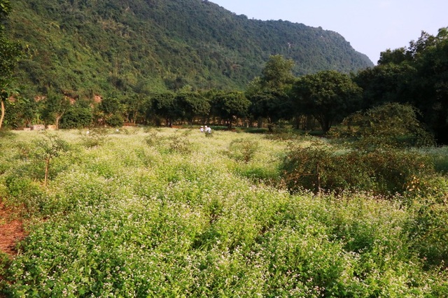 Ngắm hoa tam giác mạch tuyệt đẹp giữa núi rừng Thung Nham - 18 Ngắm hoa tam giác mạch tuyệt đẹp giữa núi rừng Thung Nham - 18