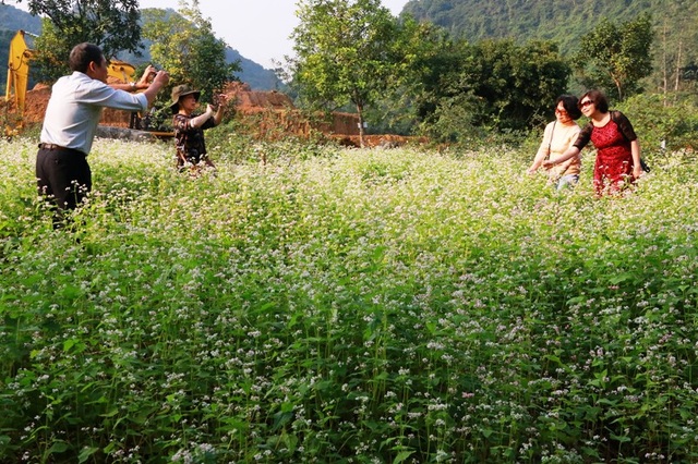 Vườn tam giác mạch “có 1 không 2” hút hồn du khách ở Ninh Bình - 16