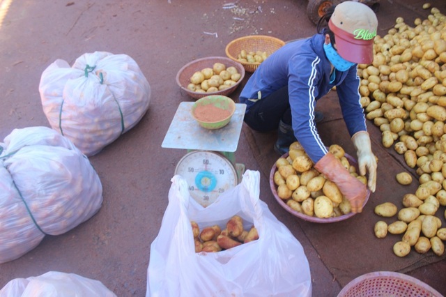 "Chống" khoai tây Trung Quốc "đội lốt" khoai tây Đà Lạt - 2 Khoai Trung Quốc đang được hoá trang bằng đất đỏ