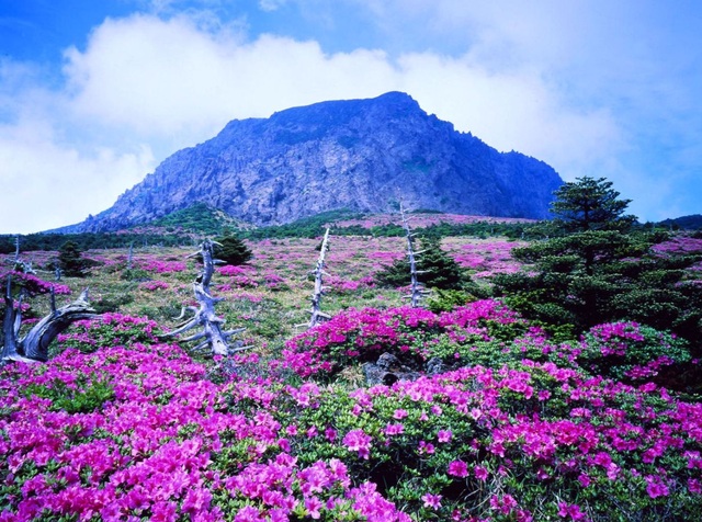 Sắc xuân trên hòn đảo lãng mạn mang tên Jeju - 1 Sắc xuân trên hòn đảo lãng mạn mang tên Jeju - 1