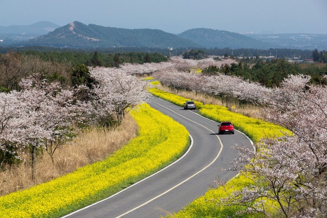 Sắc xuân trên hòn đảo lãng mạn mang tên Jeju - 3 Sắc xuân trên hòn đảo lãng mạn mang tên Jeju - 3