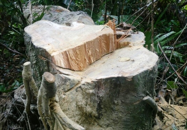 Những dấu hiệu bất thường từ việc phá rừng? - 3 Những gốc cây bị khai thác còn tươi mới