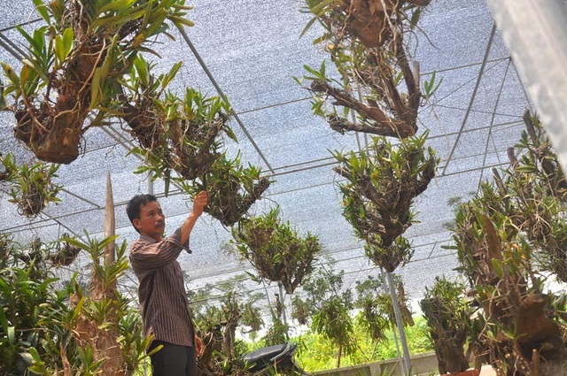 Chiêm ngưỡng những khu vườn tiền tỷ của dân chơi Hà thành - 1 Vườn lan của thầy giáo Cường đang có khoảng trên 5.000 giò lan (Ảnh: Danviet)