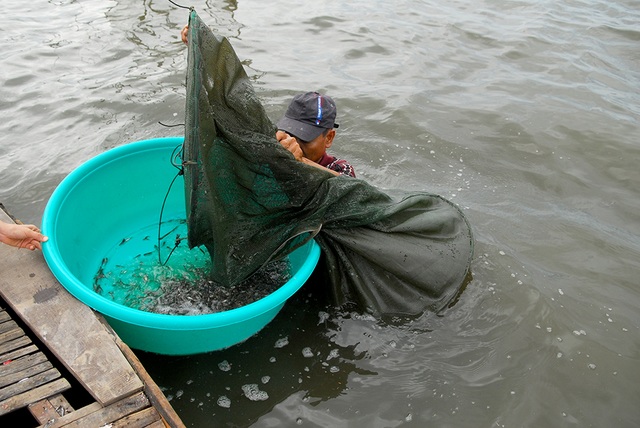 Gia đình ông Nam đặt 20 miệng lú, mỗi ngày đi vớt lú từ 2h sáng, bắt được khoảng 50kg cá, thu nhập tiền triệu giúp cải thiện thu nhập.