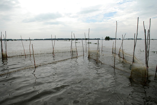 Chỉ có vài mét lưới, không cần mồi, bình quân một gia đình ở miền Tây sông nước thu nhập từ 300.000 -500.000 đồng từ việc săn cá linh.