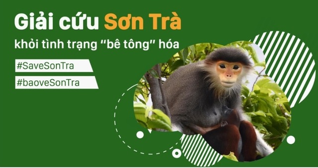 Hơn 10 nghìn người ký tên kiến nghị giải cứu Sơn Trà khỏi “bê - tông” hóa - 1
Chủ tịch Hiệp hội Du lịch Đà Nẵng cho biết, đến ngày 5/4, đã có hơn 10 nghìn người ký tên đồng tình kiến nghị giải cứu Sơn Trà khỏi tình trạng bê-tông hóa của những người yêu Sơn Trà phối hợp với Trung tâm bảo tồn đa dạng sinh học Green Việt.