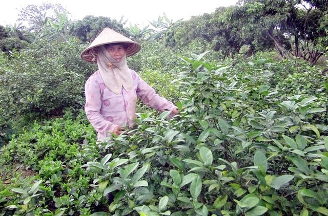 Lá chanh đi Tây thu triệu USD, tía tô sang Nhật đếm tiền tỷ - 2
Hái lá chanh xuất khẩu sang Tây cũng thua về cả triệu đô USD