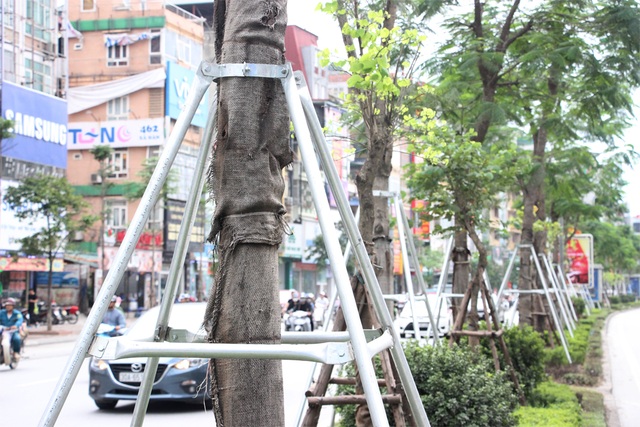 Hàng loạt cây phượng ở dải phân cách của tuyến phố Xã Đàn mới được đeo gông sắt.