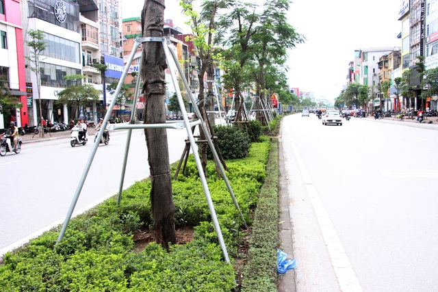Hàng loạt cây xanh trên vỉa hè Hà Nội được "đeo gông sắt" - 9