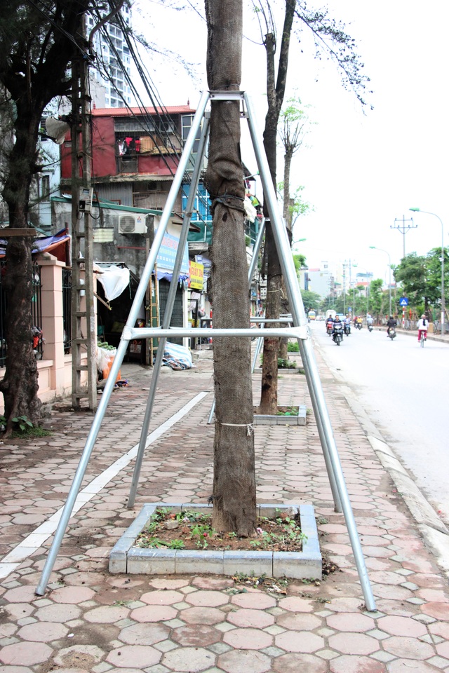 Hàng loạt cây xanh trên vỉa hè Hà Nội được "đeo gông sắt" - 3 Dọc tuyến đường Kim Giang, Khương Đình của quận Thanh Xuân - Hà Nội, hàng loạt cây xanh đã được đeo gông sắt chắc chắn.