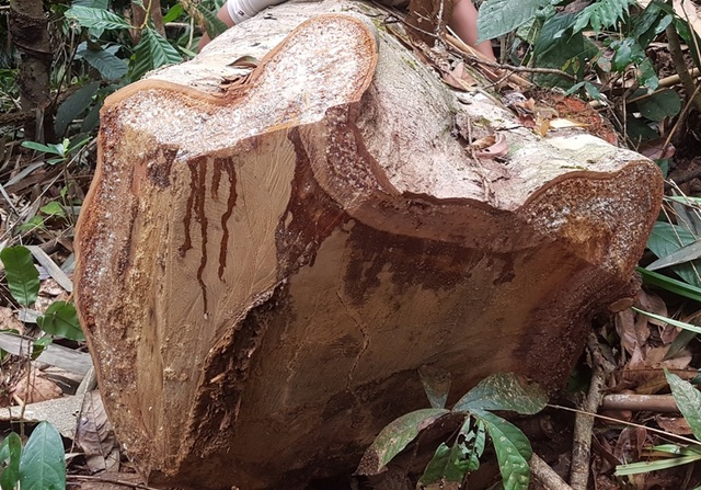 Những dấu hiệu bất thường từ việc phá rừng? - 5 Có những cây gỗ đường kính lên đến hơn 50cm