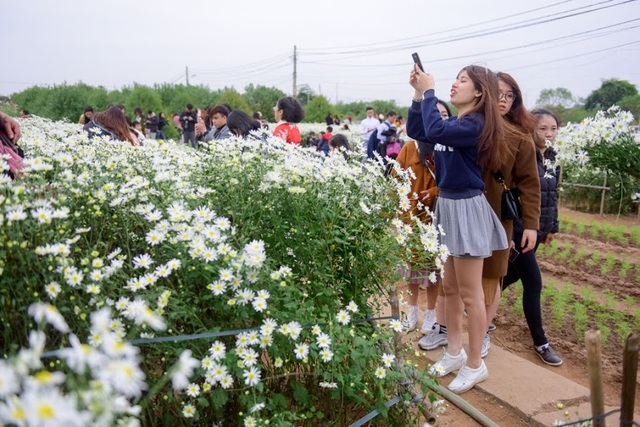 Cúc họa mi chỉ nở rộ trong khoảng từ 2 – 3 tuần, chính vì thế dù trời rét đậm nhưng hàng nghìn người vẫn đổ về vườn hoa Nhật Tân để có những bức ảnh đẹp.