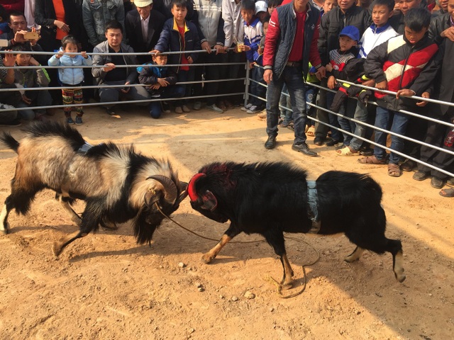 Độc đáo Lễ hội văn hóa các dân tộc huyện Yên Thế tỉnh Bắc Giang - 3
Hai con dê vào trận quyết chiến.
