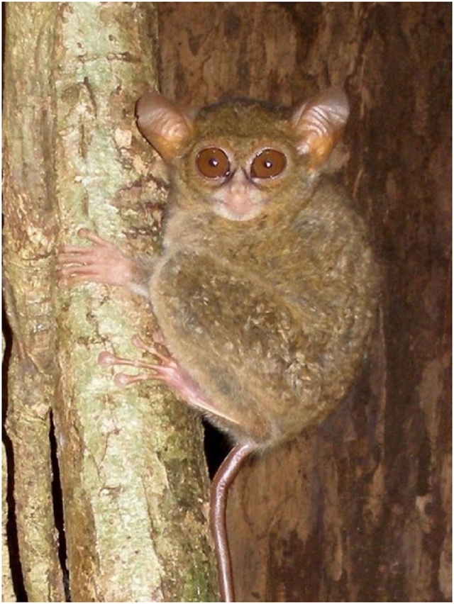 Phát hiện giống khỉ “yêu tinh” mới có thể xoay đầu 360 độ - 1
Loài khỉ Tarsius spectrumgurskyae mới được phát hiện đeo bám trên thân cây tại khu rừng phía đông bắc đảo Sulawesi, Indonesia.