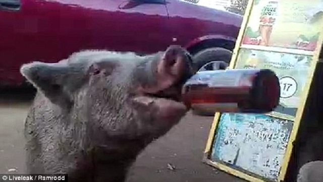 Chú lợn uống bia ừng ực bên ngoài một quán bar ở Mexico