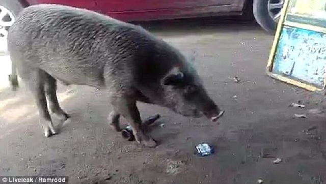 Hài hước cảnh chú lợn tu sạch 3 chai bia trong vài giây - 2 Chú heo sục sạo để tìm thêm bia nhưng không thấy nữa