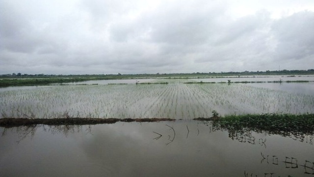 Mưa lớn, ngập trắng từ phố xá tới ruộng đồng - 2 Lượng nước ở đồng và kênh tưới tiêu ngang bằng nhau