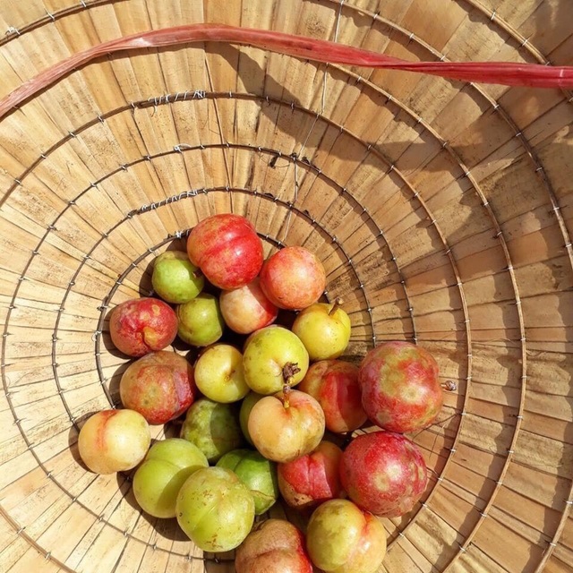 Mận trái mùa giá "chát", chị em công sở vẫn tranh nhau mua - 5 Mận nhà anh Hà vừa hái tại vườn
