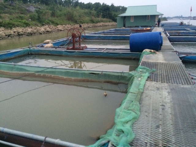 Nuôi lợn rừng, thả cá, đại tá về hưu kiếm hàng trăm triệu đồng mỗi năm - 2 Mỗi lồng cá có kích thước 6m x 6m và sâu 3m