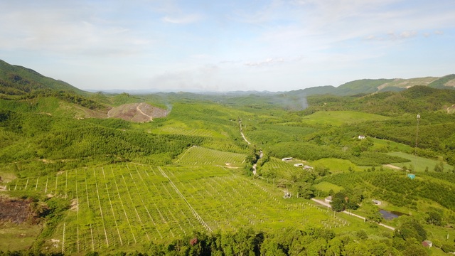 Quay về nguồn cội với “quả thiên đường” - 1
Trang trại gấc của TH tại Yên Thành (Nghệ An) trải dài ngút mắt dưới ánh mặt trời
