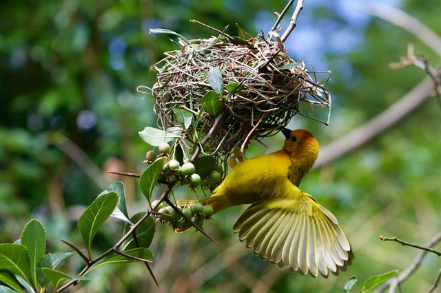 Ngắm loạt tác phẩm đoạt giải National Geographic của nhiếp ảnh gia nhí - 9 Tác phẩm Owning The Stage - Kate Anderson, 12 tuổi, Mỹ