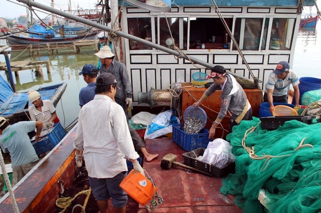 Ngư dân phấn khởi về bờ với những tàu đầy ắp cá cơm - 2 Những chuyến tàu đi biển trở về đầy ắp cá