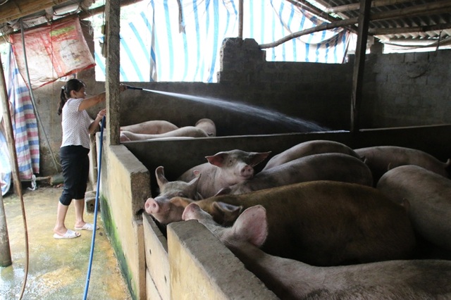 “Thủ phủ” nuôi lợn miền Bắc lao đao trong cơn “bão giá” - 3 Nhiều đàn lợn đã đến lúc xuất chuồng, nhưng người chăn nuôi vẫn không muốn bán hoặc không bán được vì giá quá thấp