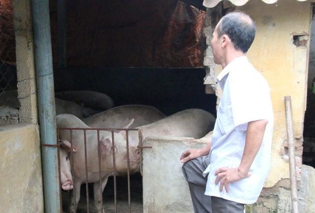 “Thủ phủ” nuôi lợn miền Bắc lao đao trong cơn “bão giá” - 1 Người chăn nuôi điêu đứng vì giá lợn xuống thấp kịch sàn