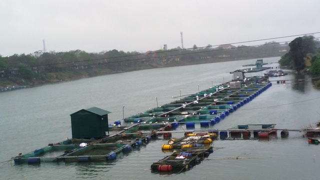 Cá lớn không bán được, người nuôi cá lồng gặp nhiều khó khăn - 1 Cá lớn không bán được, người nuôi cá lồng gặp nhiều khó khăn - 1