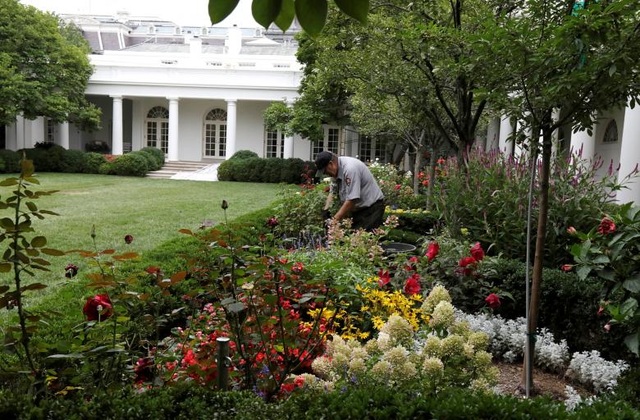 Nhà Trắng tất bật “thay áo mới” nhân lúc Tổng thống Trump đi nghỉ - 12 Khu vực Vườn Hồng Nhà Trắng cũng được tân trang lại dưới bàn tay của các nhân viên Cục Công viên Quốc gia Mỹ.