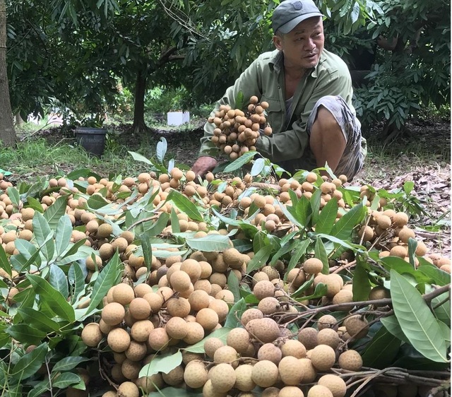 Nhãn lồng được giá, nông dân Hưng Yên "hốt" bạc tỉ - 5
Ông Nguyễn Văn Bền (Khoái Châu) cho biết, nếu có nhân công, cắt tỉa đi bán lẻ sẽ có giá cao hơn và thu lãi lớn hơn. Vì nhà neo người, ông quyết định bán buôn tại vườn. Đầu mùa bán được giá trên 30.000/kg. Hiện đang vào chính vụ, thương lái mua buôn vườn nhãn của ông với giá 22.000 đồng/kg.