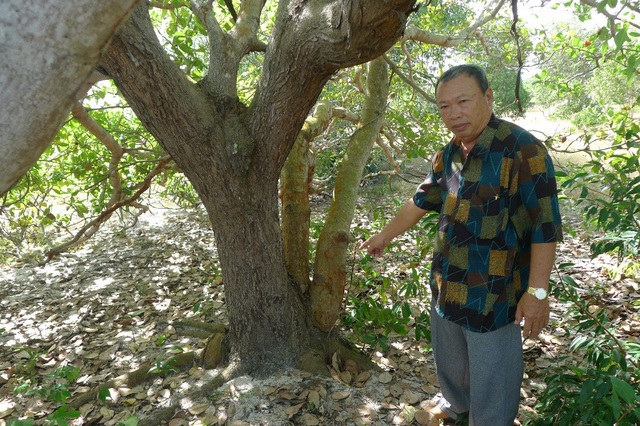 Kiên Giang: 18 hộ dân ở Phú Quốc bất ngờ bị giải tỏa "trắng"! - 4 Ông Nguyễn Âu cho biết, ông trồng cây đào này từ năm 1992