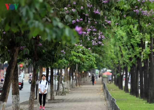 Những tuyến phố có hàng cây rợp bóng mát đẹp nhất Hà Nội - 15 Hàng cây trên đường Kim Mã...