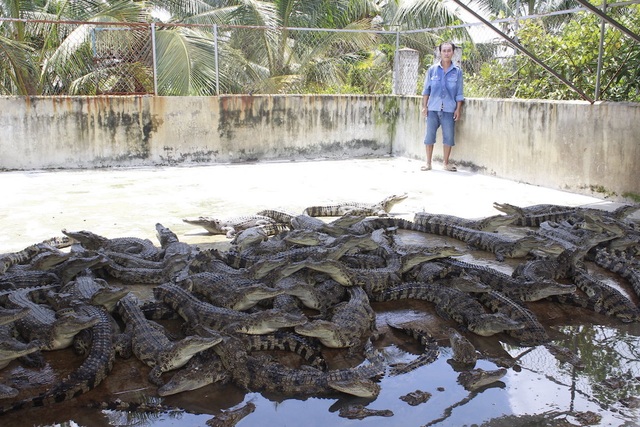 Hàng ngàn trại nuôi cá sấu ở TPHCM, Đồng Nai và nhiều tỉnh miền Tây với tổng lượng đàn hàng trăm ngàn con đang gặp nhiều khó khăn khi giá bán cá sấu quá rẻ, người nuôi thua lỗ