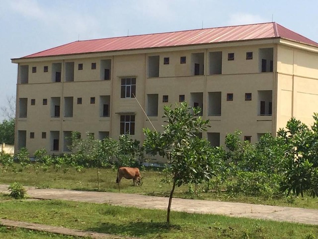 Ngôi trường hơn 42 tỷ đồng chỉ có 48 học sinh - 5 Thậm chí có giáo viên nhạy bén khi đưa bò vào nuôi trong trường như thế này
